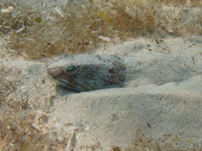 Synodontidae: Synodus saurus